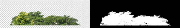 Gröna Träd Transparent Bakgrund Skog Och Lövverk Sommaren För Både — Stockfoto