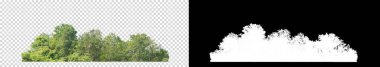 Şeffaf arkaplanda yeşil ağaçlar. Siyah arkaplanda kesim yolu ve alfa kanalı olan hem yazdırma hem de web sayfaları için yaz mevsiminde orman ve yeşilliktir