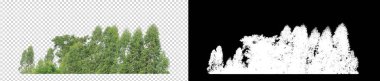 Şeffaf arkaplanda yeşil ağaçlar. Siyah arkaplanda kesim yolu ve alfa kanalı olan hem yazdırma hem de web sayfaları için yaz mevsiminde orman ve yeşilliktir