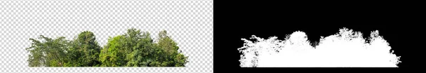 透明な背景の緑の木 印刷のための夏の森と葉と黒の背景にカットパスとアルファチャンネルとウェブページの両方です — ストック写真