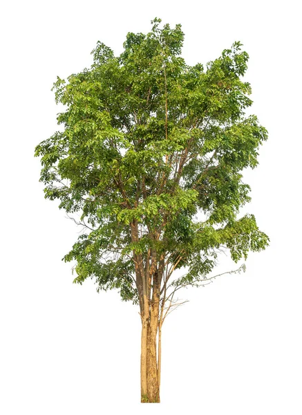 Grönt Träd Isolerad Vit Bakgrund — Stockfoto