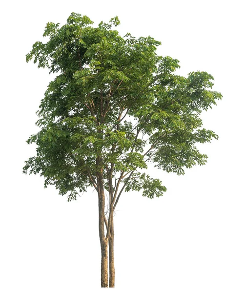 Zelený Strom Izolované Bílém Pozadí — Stock fotografie