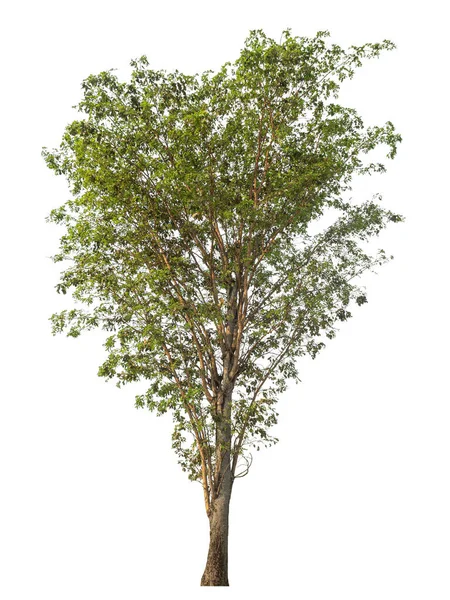 Zielone Drzewo Izolowane Białym Tle — Zdjęcie stockowe