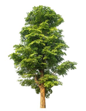 Beyaz arkaplanda izole edilmiş ağaçlar hem yazdırma hem de web sayfaları için uygundur.