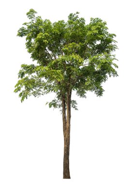 beyaz arkaplanda izole edilmiş yeşil ağaç.