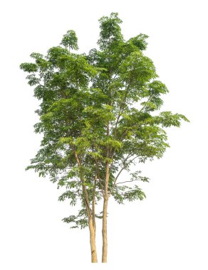 beyaz arkaplanda izole edilmiş yeşil ağaç.