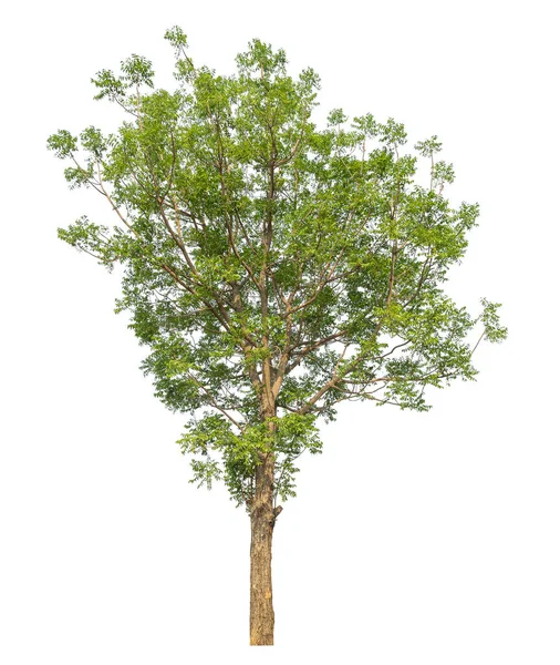 Зеленое Дерево Белом Фоне — стоковое фото