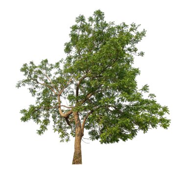 Beyaz arkaplanda izole edilmiş ağaç hem yazdırma hem de web sayfaları için uygundur