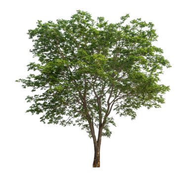 Beyaz arkaplanda izole edilmiş ağaç hem yazdırma hem de web sayfaları için uygundur