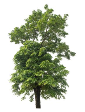 Beyaz arkaplanda izole edilmiş ağaç hem yazdırma hem de web sayfaları için uygundur