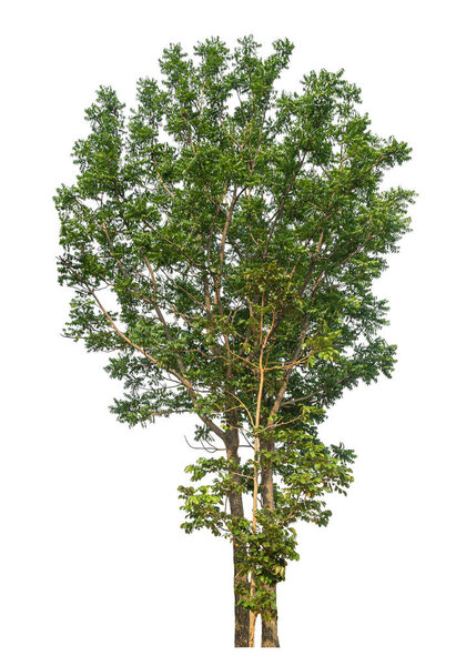 Tree that are isolated on a white background are suitable for both printing and web pages