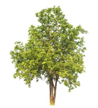 Beyaz arkaplanda izole edilmiş ağaç hem yazdırma hem de web sayfaları için uygundur