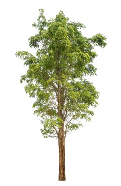 beyaz arkaplanda izole edilmiş yeşil ağaç.