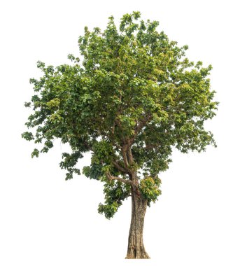 beyaz arkaplanda izole edilmiş yeşil ağaç.