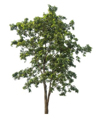 beyaz arkaplanda izole edilmiş yeşil ağaç.