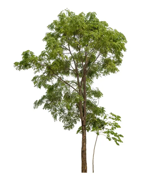 Beyaz Arkaplanda Izole Edilmiş Yeşil Ağaç — Stok fotoğraf
