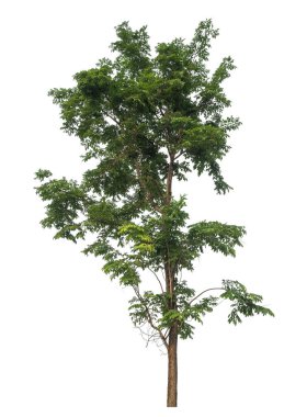 Beyaz arkaplanda izole edilmiş ağaç hem yazdırma hem de web sayfaları için uygundur.