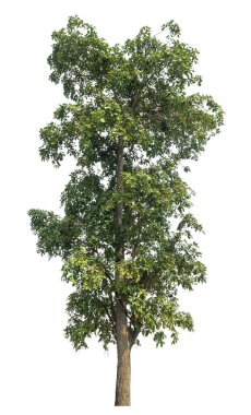 Beyaz arkaplanda izole edilmiş yeşil hem yazdırma hem de web sayfaları için uygundur