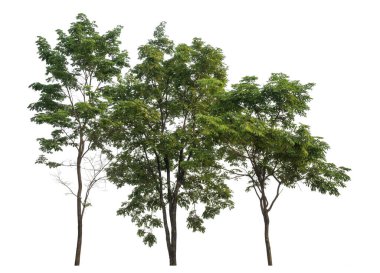 beyaz arkaplanda izole edilmiş yeşil ağaç.