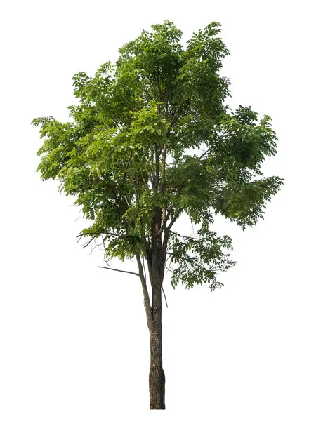 Зеленое Дерево Белом Фоне Стоковое Фото
