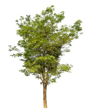 beyaz arkaplanda izole edilmiş yeşil ağaç.