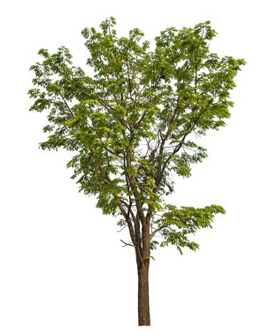 Beyaz arkaplanda izole edilmiş ağaç hem yazdırma hem de web sayfaları için uygundur.