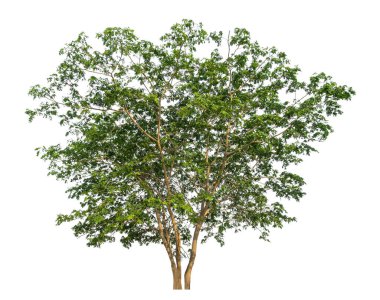 Beyaz arkaplanda izole edilmiş ağaç hem yazdırma hem de web sayfaları için uygundur.