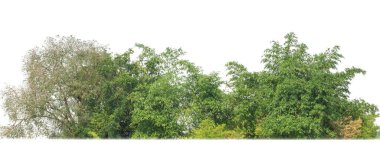 Yeşil ağaçlar beyaz arka planda izole edilmiştir. Yazın hem yazdırma hem de kesim yolu ve alfa kanalı ile web pagesleri için orman ve yeşilliktir.