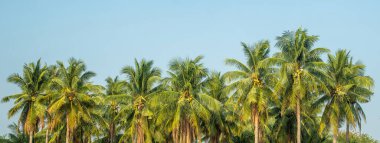 Yazın yeşil palmiye ağaçlarının panoramik görüntüsü, mavi gökyüzü arkaplanı.