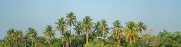 Panoramiczny Widok Zielone Palmy Lecie Błękitne Niebo Tło — Zdjęcie stockowe