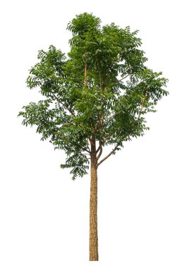 Beyaz arkaplanda izole edilmiş ağaç hem yazdırma hem de web sayfaları için uygundur