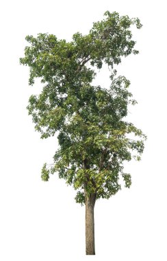 Beyaz arkaplanda izole edilmiş ağaç hem yazdırma hem de web sayfaları için uygundur