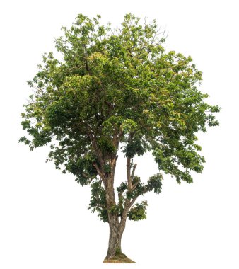 Beyaz arkaplanda izole edilmiş ağaç hem yazdırma hem de web sayfaları için uygundur