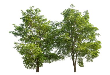 beyaz arkaplanda izole edilmiş yeşil ağaç.