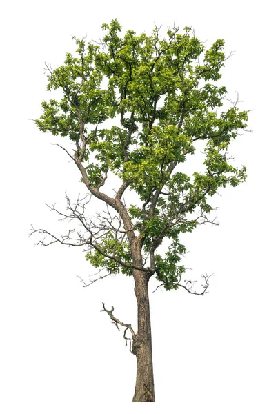 Grønt Træ Isoleret Hvid Baggrund - Stock-foto