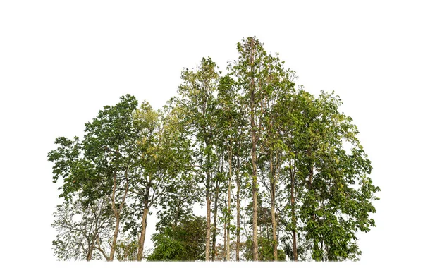Groene Bomen Geïsoleerd Witte Achtergrond Woud Gebladerte Zomer Voor Zowel — Stockfoto