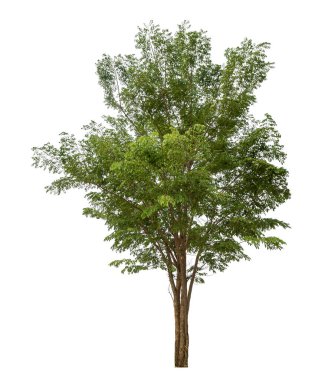 beyaz arkaplanda izole edilmiş yeşil ağaç.