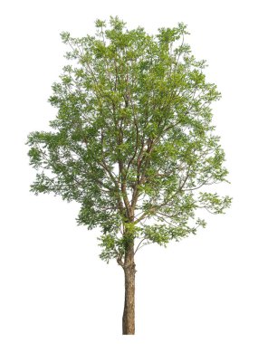 beyaz arkaplanda izole edilmiş yeşil ağaç.