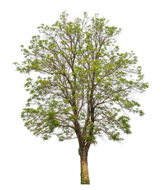beyaz arkaplanda izole edilmiş yeşil ağaç.