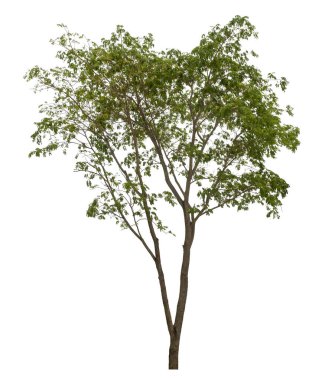 beyaz arkaplanda izole edilmiş yeşil ağaç.