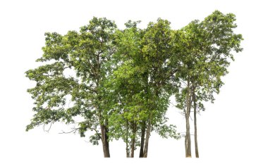 beyaz arkaplanda izole edilmiş yeşil ağaç.