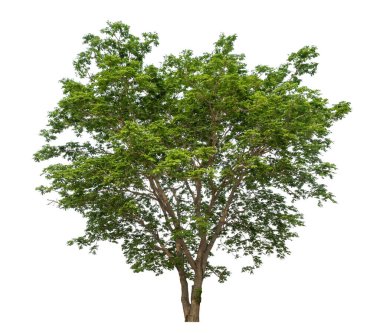 beyaz arkaplanda izole edilmiş yeşil ağaç.