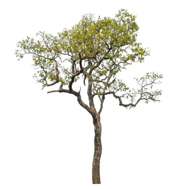 beyaz arkaplanda izole edilmiş yeşil ağaç.