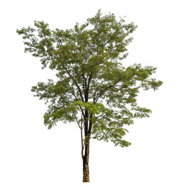 beyaz arkaplanda izole edilmiş yeşil ağaç.