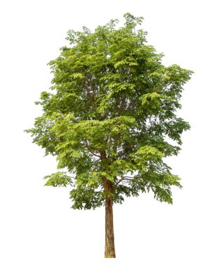 beyaz arkaplanda izole edilmiş yeşil ağaç.