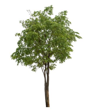 beyaz arkaplanda izole edilmiş yeşil ağaç.