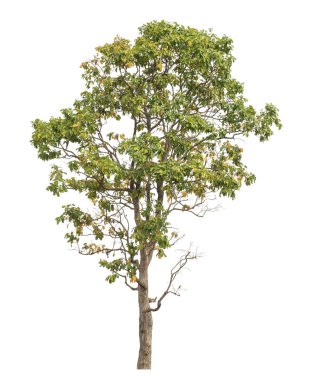 Beyaz arkaplanda izole edilmiş ağaç