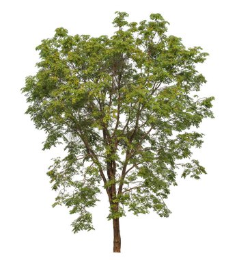 beyaz arkaplanda izole edilmiş yeşil ağaç.