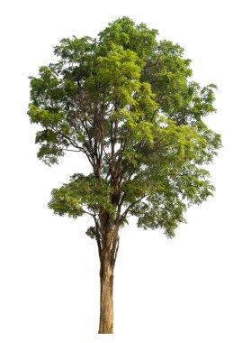 beyaz arkaplanda izole edilmiş yeşil ağaç.