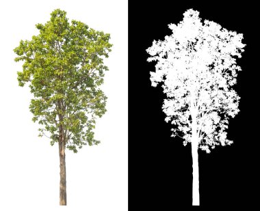 Siyah arkaplanda kırpma yolu ve alfa kanalı olan tek bir ağaç.